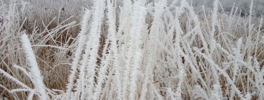 Hoarfrost