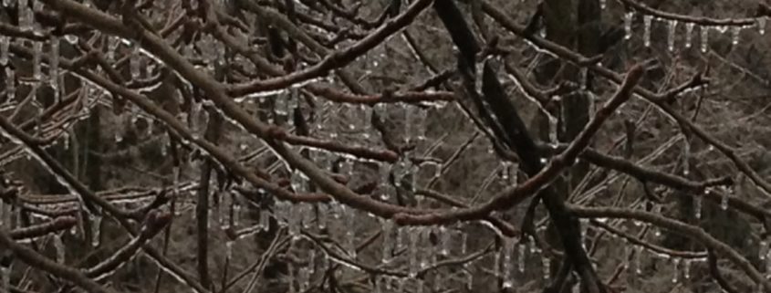 Ice on Tree